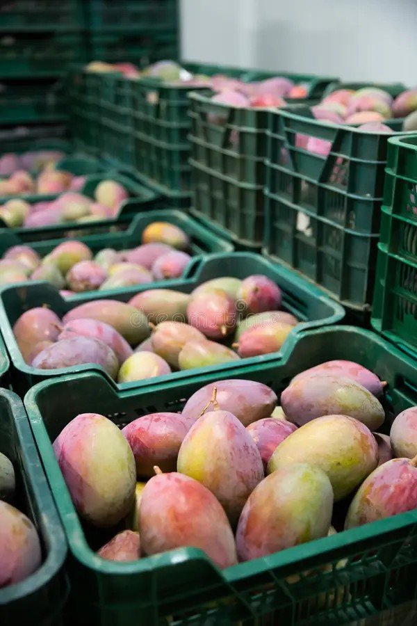 Mango Kent · Primera - Imagen 2