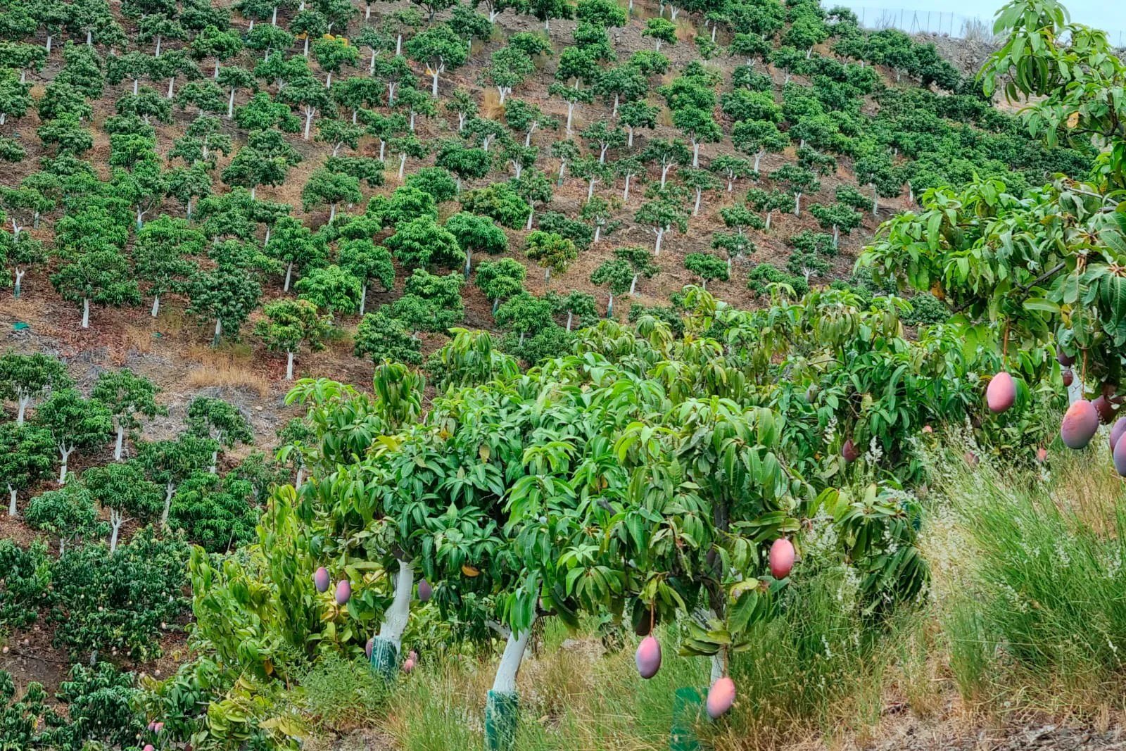 Huerta Guerrero