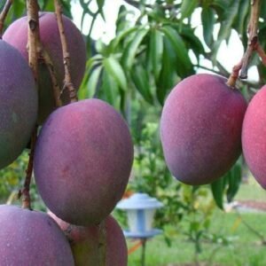 Mango Kent · Primera