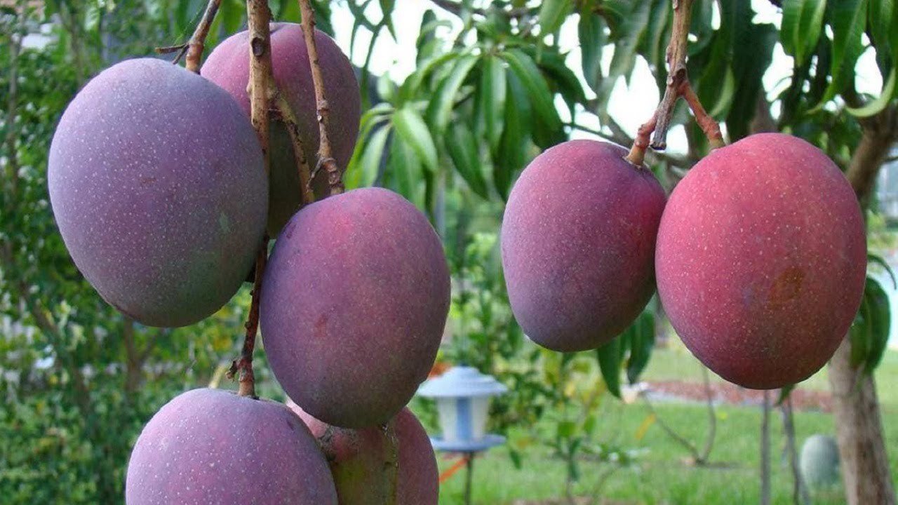Mango Kent · Primera