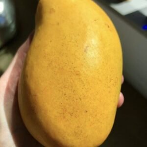 Mango Manila · Primera